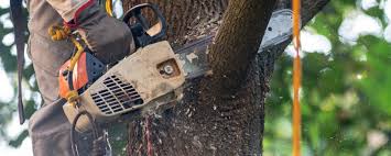 Best Tree Removal  in West Canton, NC