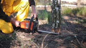 Best Tree Mulching  in West Canton, NC