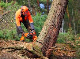 Best Lot and Land Clearing  in West Canton, NC