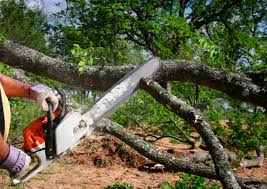 Best Emergency Tree Removal  in West Canton, NC