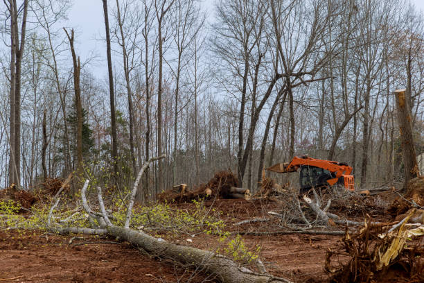 How Our Tree Care Process Works  in  West Canton, NC