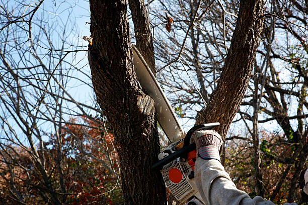 Best Commercial Tree Services  in West Canton, NC