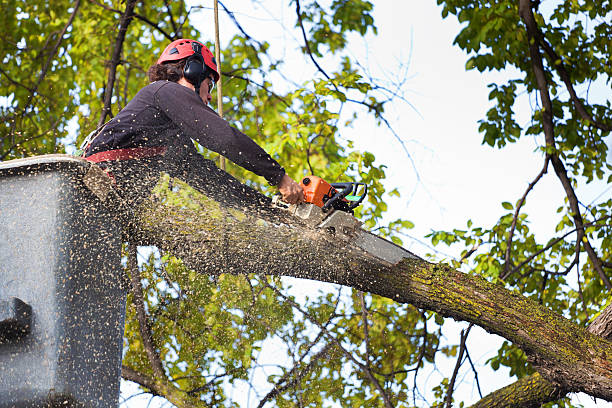 Best Root Management and Removal  in West Canton, NC