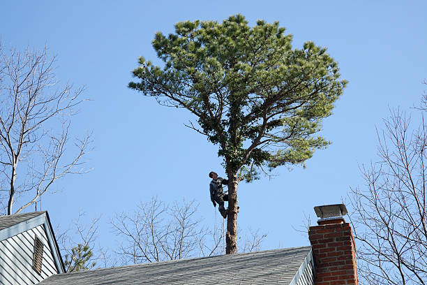 Professional Tree Care in West Canton, NC