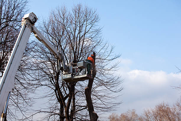 Tree and Shrub Care in West Canton, NC