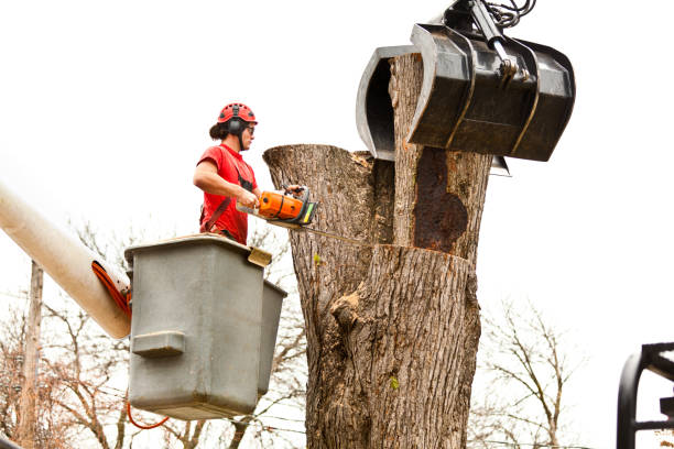 Best Tree Cabling and Bracing  in West Canton, NC