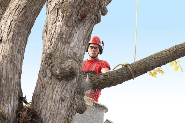 Best Tree Maintenance Programs  in West Canton, NC